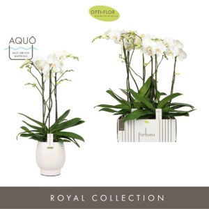 Phalaenopsis white more Ripsen Fortuno Largo 3 spike in Abruzzo White Aquo
(2 Plants/Order)(17cmP 75cmH)