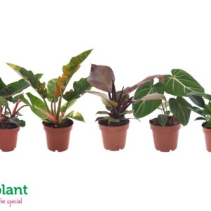 Indoor plants Philodendron mix 12cm
(6 Plants/Order)(12cmP 25cmH)