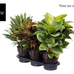 Aglaonema other Aglaonema mix
(3 Plants/Order)(19cmP 55cmH)