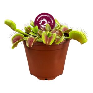 Dionaea muscipula Dionaea Muscipula 8,5 cm 
(24 Plants/Order)(8.5cmP 10cmH)