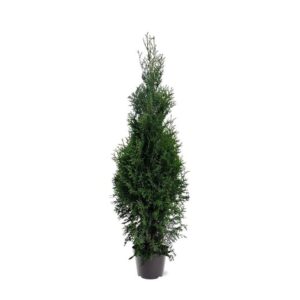 Thuja other dark yellow Thuja occidentalis 'King of Brabant' (pbr) (zonder etiket)
(1 Plants/Order)(26cmP 140cmH)