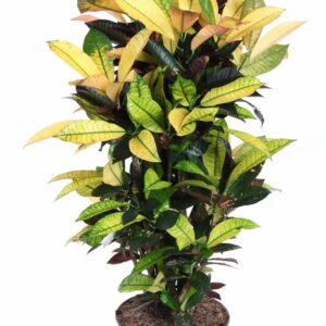 Codiaeum Mrs Iceton Codiaeum Mrs Iceton busch P27
(1 Plants/Order)(27cmP 100cmH)