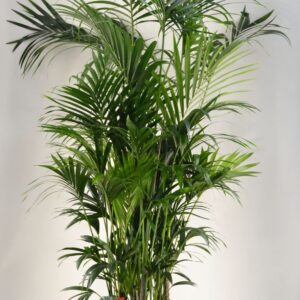 Howea forsteriana KENTIA - P44 H250 - 20PP (Howea forsteriana)
(1 Plants/Order)(44cmP 250cmH)