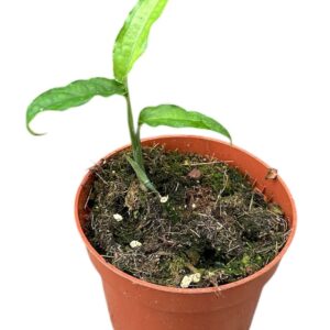 Monstera Monstera Obliqua Yasuni
(1 Plants/Order)(10.5cmP 15cmH)