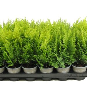 Chamaecyparis law. 'Ellwood's Empir Chamaecyparis lawsoniana 'Ellwood's Empire'
(18 Plants/Order)(9cmP 20cmH)