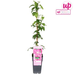 Clematis jackmanii Ville de Lyon Clematis Ville de Lyon P15
(10 Plants/Order)(15cmP 65cmH)