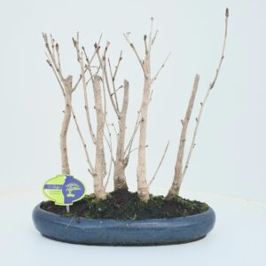 Ginkgo ginkgo biloba group 5 stem
(2 Plants/Order)(35cmP 45cmH)