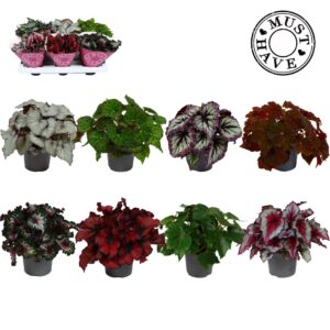 Begonia Beleaf Bladbegonia Rex mixed MUST HAVE
(6 Plants/Order)(13cmP 25cmH)