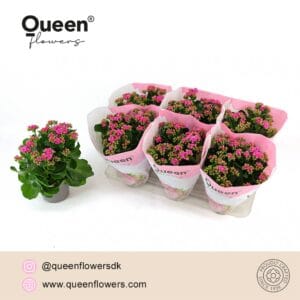 Kalanchoe More Flowers Augusta Kalanchoe Augusta purple P14 Queen
(6 Plants/Order)(14cmP 26cmH)