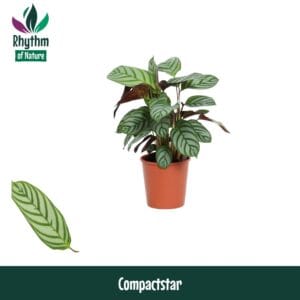 Ctenanthe Compactstar Calathea 12cm Compactstar - Rhythm of Nature (Ctenanhte)
(10 Plants/Order)(12cmP 40cmH)