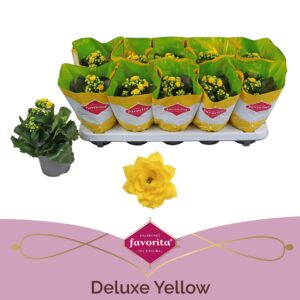 Kalanchoe Perfecta Yellow Kalanchoe Double Deluxe Yellow stadium 1
(10 Plants/Order)(10.5cmP 22cmH)