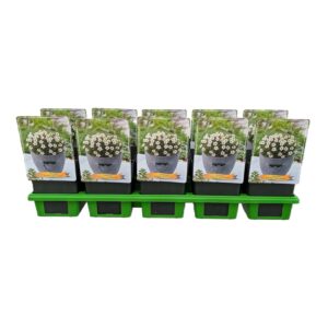 Saxifraga White Pixie Saxifraga Pixie White P11
(10 Plants/Order)(11cmP 25cmH)