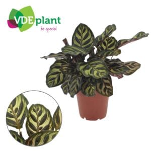 Calathea makoyana Calathea Makoyana 12cm
(8 Plants/Order)(12cmP 25cmH)