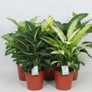 Dieffenbachia Purify Dieffenbachia mixed Luxe 24 cm
(1 Plants/Order)(24cmP 90cmH)