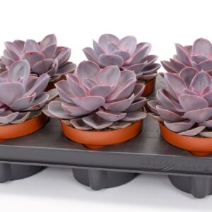 Echeveria Purple Pearl Echeveria purple pearl 12
(6 Plants/Order)(12cmP 15cmH)