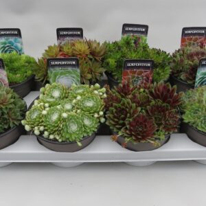 Sempervivum mix Sempervivum mix 14cm
(6 Plants/Order)(14cmP 5cmH)