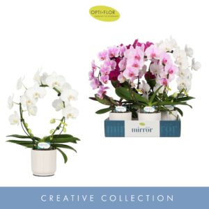 Phalaenopsis onvertakt mixed 3 clr Mirror Miracle mix 2 spike in Lazio White
(6 Plants/Order)(12cmP 50cmH)