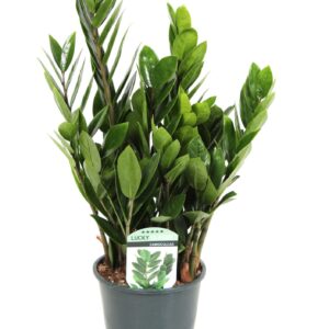 Zamioculcas zamiifolia Zamioculcas Lucky Classic 6+ Feathers
(8 Plants/Order)(14cmP 45cmH)