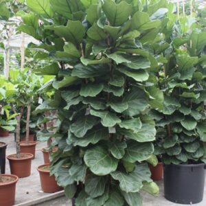 Ficus lyrata Ficus Lyrata 6 per Pot
(1 Plants/Order)(70cmP 350cmH)