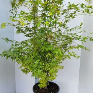 Acer palmatum Sangokaku Acer palmatum 'Sangokaku'
(1 Plants/Order)(43cmP 170cmH)