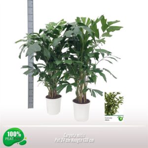 Caryota mitis
(1 Plants/Order)(24cmP 130cmH)