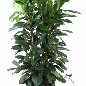 Ficus cyathistipula Ficus Cyatistipula 3PP P34
(1 Plants/Order)(34cmP 140cmH)