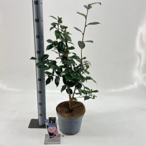 Camellia japonica Camellia japonica 'Nuccio's Pearl'
(1 Plants/Order)(23cmP 90cmH)