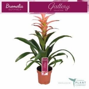 Guzmania Melissa Guzmania Melissa
(10 Plants/Order)(12cmP 45cmH)
