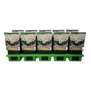 Leucanthemum Ohh La Lagrande Leucanthemum maximum 'Ooh La lagrande' P11
(10 Plants/Order)(11cmP 25cmH)