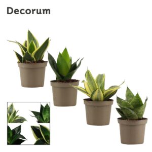 Sansevieria Hahnii Sansevieria Hahnii 9 cm mix (Decorum)
(18 Plants/Order)(9cmP 16cmH)