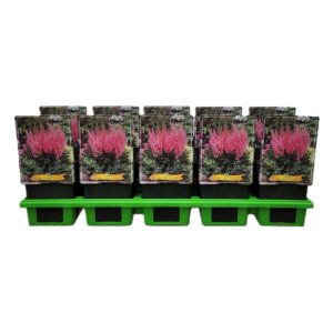 Astilbe chinensis Visions in Pink Astilbe chinensis 'Visions in Pink' P11
(10 Plants/Order)(11cmP 25cmH)