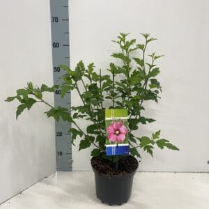 Hibiscus syriacus Woodbridge Hibiscus syr. 'Woodbridge'
(1 Plants/Order)(19cmP 50cmH)
