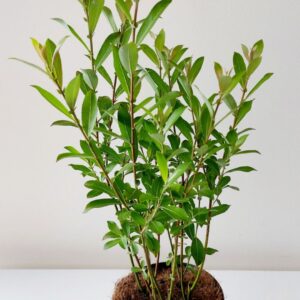 Salix gracilistyla Mt. Aso Salix Mount Aso bush p17
(1 Plants/Order)(17cmP 45cmH)