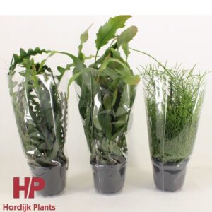 Rhipsalis mix Rhipsalis 'Mix' 15cm
(6 Plants/Order)(15cmP 35cmH)