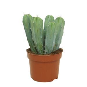 Cereus Myrtillocactus geometrizans 12 cm
(6 Plants/Order)(12cmP 18cmH)