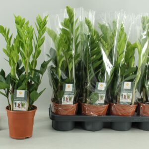 Zamioculcas zamiifolia zamioculcas 14 cm
(7 Plants/Order)(14cmP 50cmH)