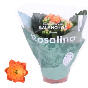 Kalanchoe blossfeldiana Rosalina Do Kalanchoe Rosalina 06cm Don Pedro orange
(12 Plants/Order)(6cmP 12cmH)