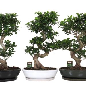 Ficus Ginseng Ficus micr. S-type in Ceramics ovaal schaal met schotel mixed
(1 Plants/Order)(45cmP 85cmH)