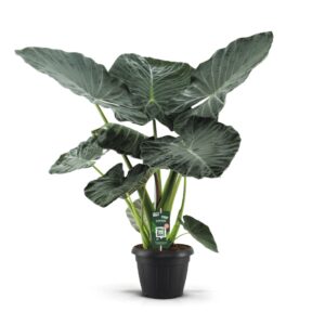 Alocasia Regal Shields Alocasia Regal Shields Decopot
(1 Plants/Order)(35cmP 150cmH)