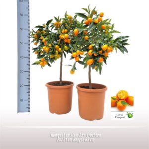 Fortunella margarita 25+ vruchten
(1 Plants/Order)(21cmP 65cmH)