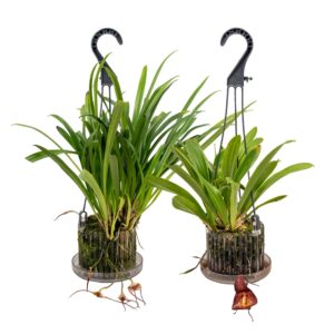 Orchideeen Monkey Orchids
(2 Plants/Order)(15cmP 45cmH)
