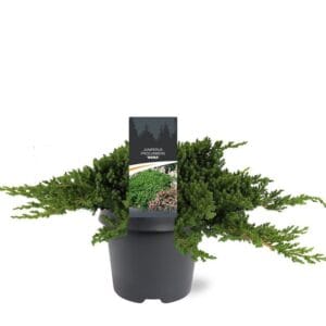 Juniperus procumbens Nana
(1 Plants/Order)(23cmP 35cmH)
