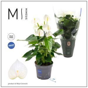 Anthurium Anthedesia White Mimesis Anthurium KARMA White Compact - 17cm
(1 Plants/Order)(17cmP 55cmH)