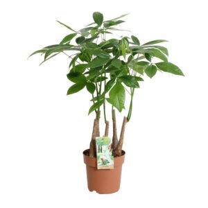 Pachira aquatica Pachira aquatica multi-stam
(1 Plants/Order)(17cmP 55cmH)