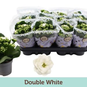 Kalanchoe Calandiva Ewbank Kalanchoë Double White
(12 Plants/Order)(9cmP 19cmH)