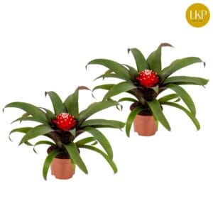 Guzmania Priscilla Guzmania Priscilla red (Zonder Hoes)
(11 Plants/Order)(10.5cmP 30cmH)