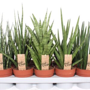 Sansevieria Cylindrica Sansevieria Luxe mix
(10 Plants/Order)(12cmP 40cmH)