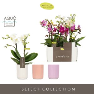Phalaenopsis Multiflora Optifriend mix 2 spike in Molise mix Aquo
(6 Plants/Order)(7cmP 25cmH)
