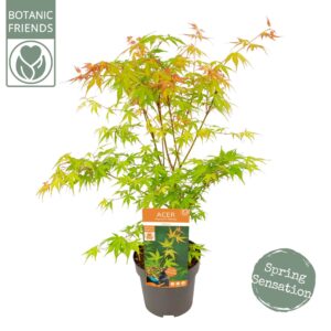 Acer palmatum Katsura Acer palm. 'Katsura'
(5 Plants/Order)(19cmP 65cmH)