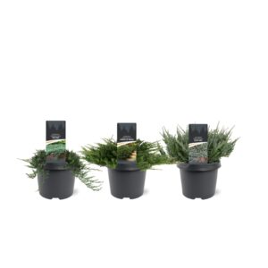 Juniperus Juniperus horizontalis mix C3
(1 Plants/Order)(19cmP 35cmH)